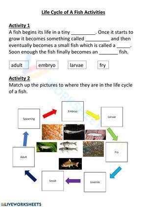 Life Cycle Of A Fish Activity