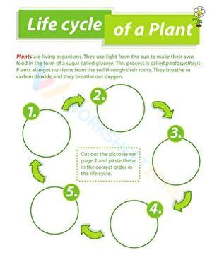 Discover the Plant Life Cycle Worksheet