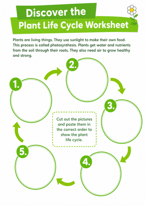Plant Life Cycle Worksheet | Grade 2 Essential