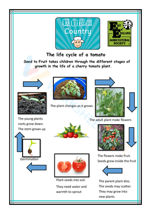 Detailed Plant Life Cycle Worksheet