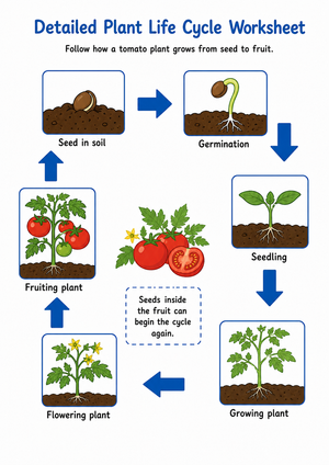 Essential Plant Life Cycle Worksheet | Grade 2 Science
