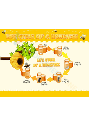 Explore the Honeybee Life Cycle Worksheet