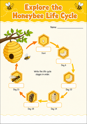 Honeybee Life Cycle Worksheet | Grade 3 Essential