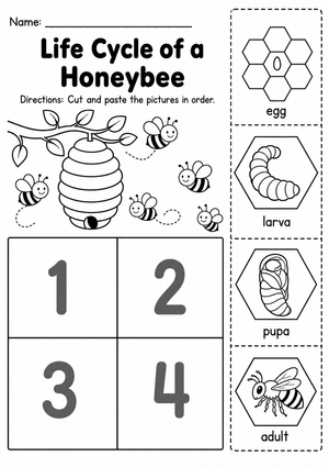 Grade 2 Honeybee Life Cycle — Printable No-Prep Worksheet