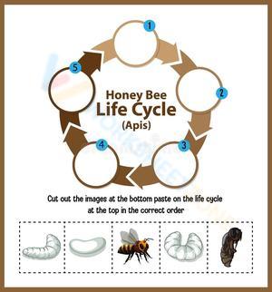 Honeybee Life Cycle Diagram Worksheet