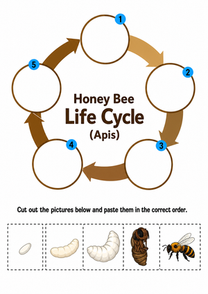 Grade 3 Honey Bee Life Cycle — Printable No-Prep Worksheet