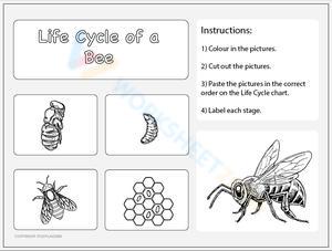 Bee Life Cycle Stages Worksheet