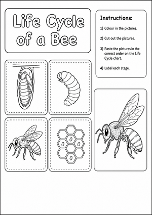 Bee Life Cycle Worksheet | Grade 3 Essential