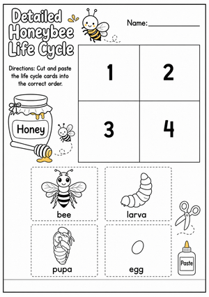 Grade 3 Honeybee Life Cycle — Printable No-Prep Worksheet