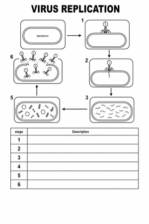 Grade 9 Virus Replication — Printable No-Prep Worksheet