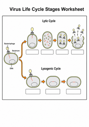 Virus Life Cycle Worksheet | Essential Grade 7-10 Science