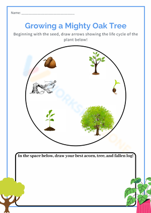 Oak Tree Life Cycle Worksheet