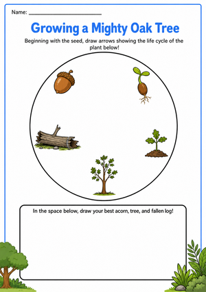 Oak Tree Life Cycle Worksheet (3 Levels) | Grade 2-3 Ready