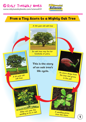From Acorn to Oak Tree Life Cycle