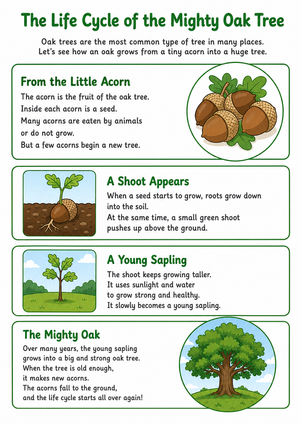 Oak Tree Life Cycle Worksheet | Grade 3 Essential