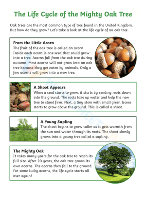 The Mighty Oak Tree Life Cycle Worksheet