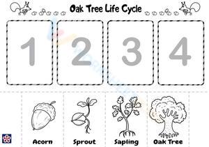 Oak Tree Life Cycle Overview Worksheet
