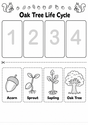 Oak Tree Life Cycle Overview Worksheet