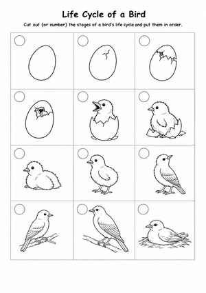 Grade 3 Bird Life Cycle — Printable No-Prep Worksheet