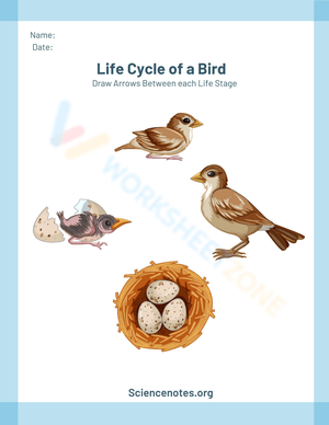 Bird Life Cycle Stages Worksheet