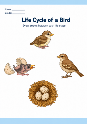 Bird Life Cycle Worksheet | Essential Grade 3 Science