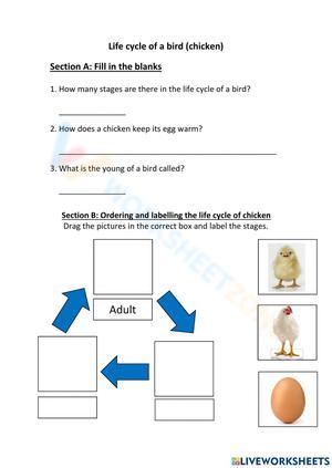 Grade 3 Life Cycle of A Bird Worksheets 2024
