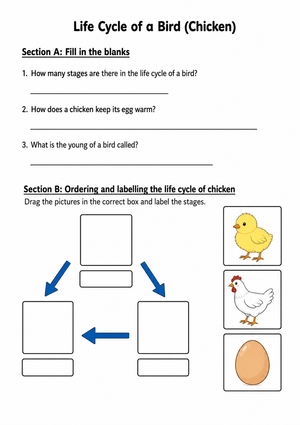 Bird Life Cycle Diagram Worksheet | Grade 3 Essential