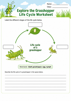 Grasshopper Life Cycle Printable Worksheet | Grade 3