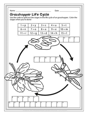 Grasshopper Life Cycle Overview Worksheet