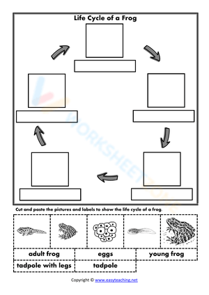Life Cycle of a Frog