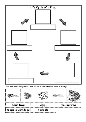Life Cycle of a Frog Worksheet | Essential Grade 3 Science