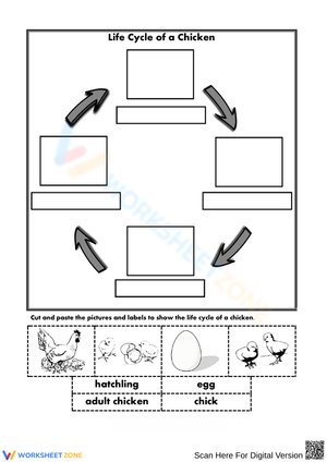 Life Cycle of a Chicken Worksheet for Kids