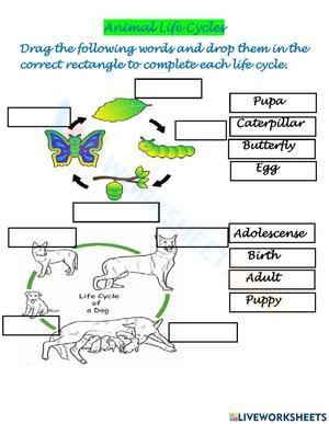 Animal Life Cycles – Butterfly and Dog Life Cycle