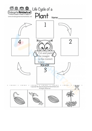 Plant Life Cycle Worksheet