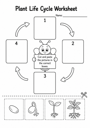 Grade 3 Plant Life Cycle — Printable No-Prep Worksheet