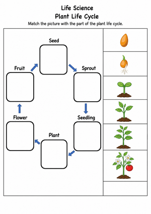 Plant Life Cycle Worksheet | Grade 3 Essential Science