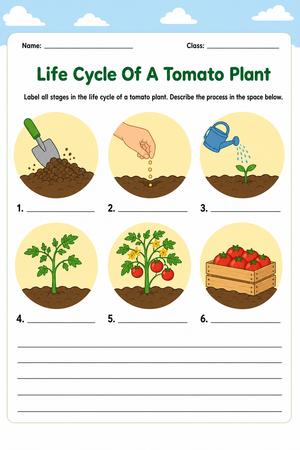 Essential Tomato Plant Life Cycle Worksheet | Grade 3
