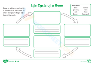 Bean Life Cycle Worksheet