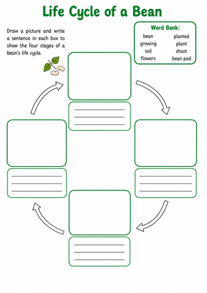 Grade 3 Bean Life Cycle — Printable No-Prep Worksheet