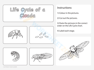 Life cycle of a cicada 1