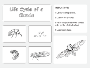 Life Cycle of a Cicada