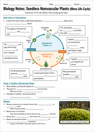 Essential Moss Life Cycle Worksheet | Grade 9-12 Biology