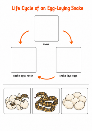 Grade 3 Snake Life Cycle — Printable No-Prep Worksheet