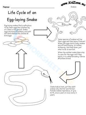 Life cycle of an egg-laying snake 1