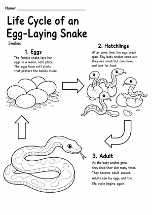 Printable Snake Life Cycle Worksheet | Grade 3 Science