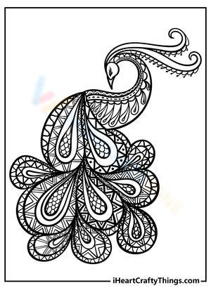 Pretty Peacock Illustration