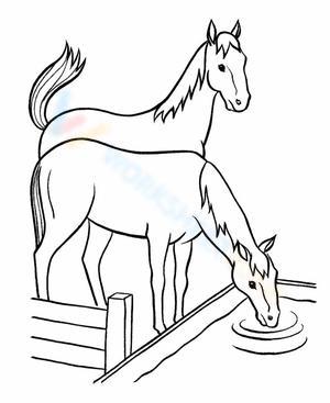 Horse drinking water