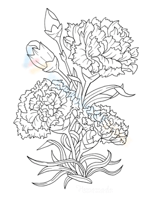 Realistic Carnations