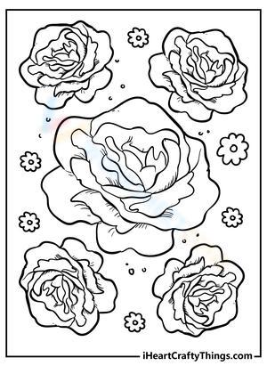 Beautiful Roses