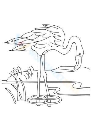 A Flamingo Drinking Water Worksheet
